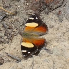 Vanessa itea at Tianjara, NSW - 19 Dec 2022