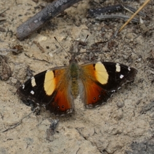 Vanessa itea at Tianjara, NSW - 19 Dec 2022