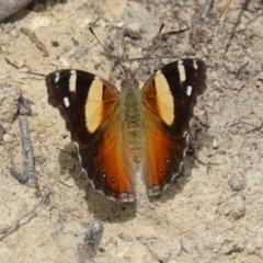 Vanessa itea at Tianjara, NSW - 19 Dec 2022