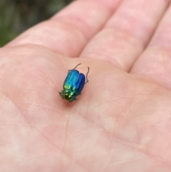 Diphucephala elegans (Green scarab beetle) at Cotter River, ACT - 26 Dec 2022 by Jubeyjubes