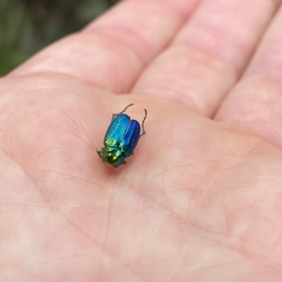 Diphucephala elegans (Green scarab beetle) at Cotter River, ACT - 26 Dec 2022 by Jubeyjubes