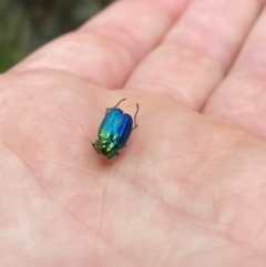 Diphucephala sp. (genus) (Green Scarab Beetle) at Cotter River, ACT - 26 Dec 2022 by Jubeyjubes