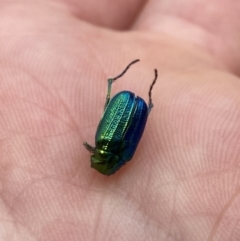 Diphucephala sp. (genus) at Cotter River, ACT - 26 Dec 2022