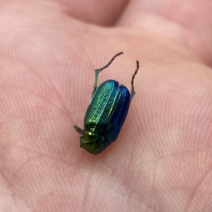 Diphucephala sp. (genus) at Cotter River, ACT - 26 Dec 2022