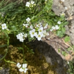 Cardamine lilacina (Lilac Bitter-cress) at Namadgi National Park - 26 Dec 2022 by Jubeyjubes