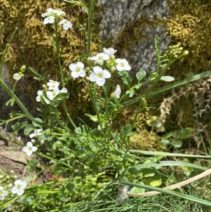 Cardamine lilacina at Cotter River, ACT - 26 Dec 2022