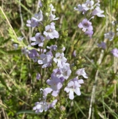 Euphrasia collina subsp. paludosa at Cotter River, ACT - 25 Dec 2022 by Jubeyjubes