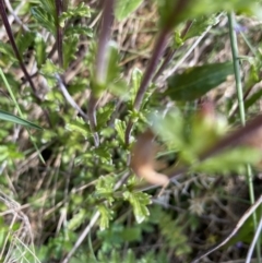 Euphrasia collina subsp. paludosa at Cotter River, ACT - 26 Dec 2022