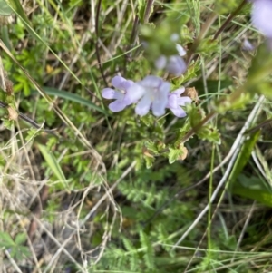 Euphrasia collina subsp. paludosa at Cotter River, ACT - 26 Dec 2022