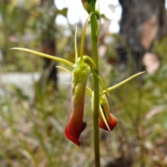 Cryptostylis subulata (Cow Orchid) at Tianjara, NSW - 19 Dec 2022 by RobG1