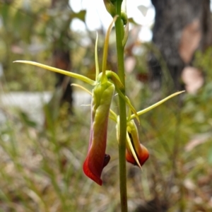 Cryptostylis subulata at Tianjara, NSW - suppressed