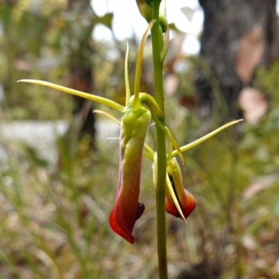 Cryptostylis subulata (Cow Orchid) at Tianjara, NSW - 19 Dec 2022 by RobG1