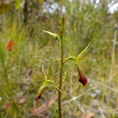 Cryptostylis subulata at Tianjara, NSW - suppressed