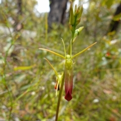 Cryptostylis subulata at Tianjara, NSW - suppressed