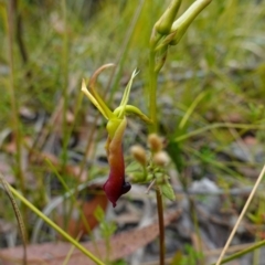 Cryptostylis subulata at Tianjara, NSW - suppressed