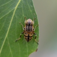 Eristalinus punctulatus (Golden Native Drone Fly) at Acton, ACT - 5 Jan 2023 by MarkT