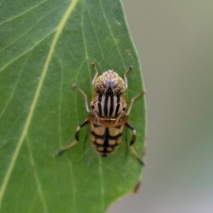 Eristalinus punctulatus at Acton, ACT - 5 Jan 2023 09:49 AM