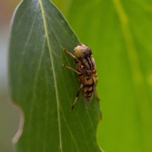 Eristalinus punctulatus at Acton, ACT - 5 Jan 2023 09:49 AM