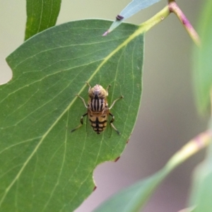 Eristalinus punctulatus at Acton, ACT - 5 Jan 2023