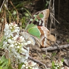 Graphium macleayanum (Macleay's Swallowtail) at Cotter River, ACT - 26 Dec 2022 by Jubeyjubes