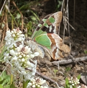 Graphium macleayanum at Cotter River, ACT - 26 Dec 2022 10:59 AM