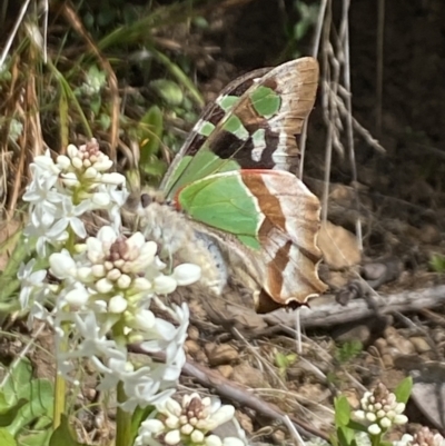 Graphium macleayanum (Macleay's Swallowtail) at Cotter River, ACT - 25 Dec 2022 by Jubeyjubes