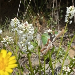 Graphium macleayanum at Cotter River, ACT - 26 Dec 2022 10:59 AM