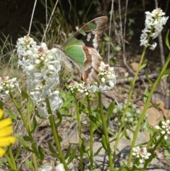 Graphium macleayanum at Cotter River, ACT - 26 Dec 2022 10:59 AM