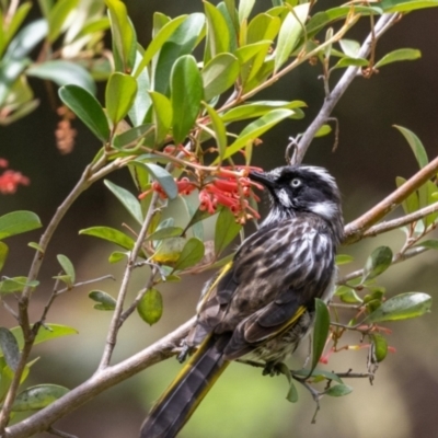 Phylidonyris novaehollandiae (New Holland Honeyeater) at Acton, ACT - 4 Jan 2023 by MarkT