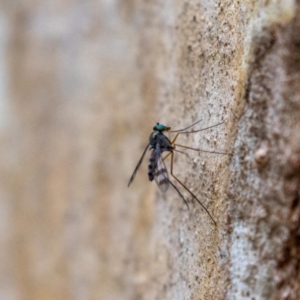 Dolichopodidae (family) at Acton, ACT - 5 Jan 2023