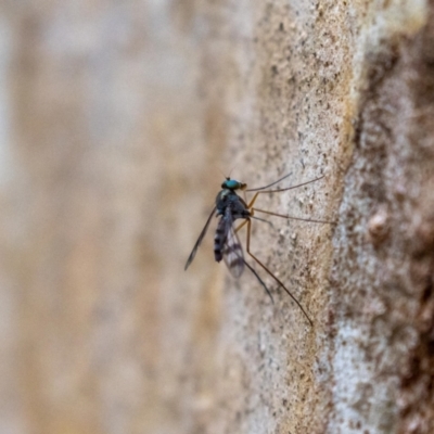 Dolichopodidae (family) (Unidentified Long-legged fly) at ANBG - 4 Jan 2023 by MarkT