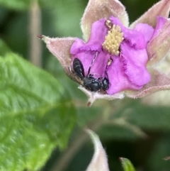 Hylaeus (Prosopisteron) sp. (genus & subgenus) (Masked Bee) at Aranda, ACT - 29 Nov 2022 by Jubeyjubes
