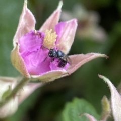 Hylaeus (Prosopisteron) sp. (genus & subgenus) at Aranda, ACT - 29 Nov 2022