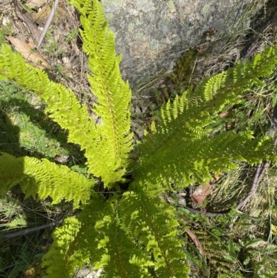 Polystichum proliferum (Mother Shield Fern) at Cotter River, ACT - 26 Dec 2022 by Jubeyjubes