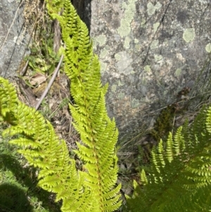 Polystichum proliferum at Cotter River, ACT - 26 Dec 2022 10:51 AM