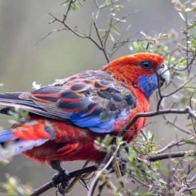 Platycercus elegans (Crimson Rosella) at ANBG - 4 Jan 2023 by MarkT