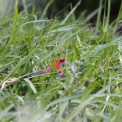 Platycercus elegans at Acton, ACT - 5 Jan 2023