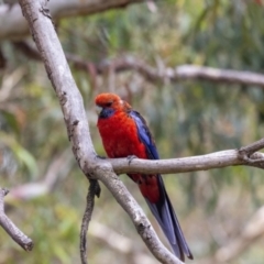 Platycercus elegans at Acton, ACT - 5 Jan 2023 10:56 AM