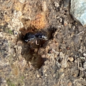 Sphecidae or Crabronidae (families) at Aranda, ACT - 27 Dec 2022