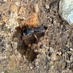 Sphecidae or Crabronidae (families) at Aranda, ACT - 27 Dec 2022