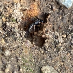 Sphecidae or Crabronidae (families) at Aranda, ACT - 27 Dec 2022