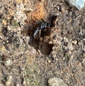 Sphecidae or Crabronidae (families) at Aranda, ACT - 27 Dec 2022 06:29 PM