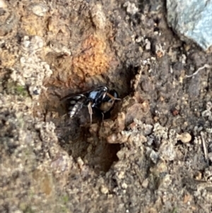 Sphecidae or Crabronidae (families) at Aranda, ACT - 27 Dec 2022