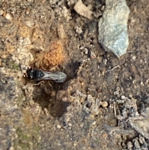 Sphecidae or Crabronidae (families) at Aranda, ACT - 27 Dec 2022