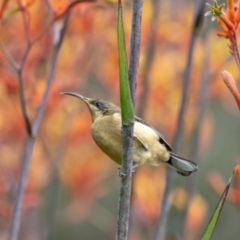 Acanthorhynchus tenuirostris (Eastern Spinebill) at Acton, ACT - 4 Jan 2023 by MarkT