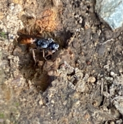 Sphecidae or Crabronidae (families) (Unidentified sand wasp) at Aranda, ACT - 27 Dec 2022 by Jubeyjubes