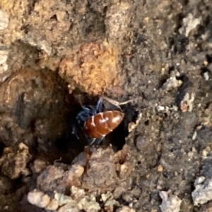 Sphecidae or Crabronidae (families) at Aranda, ACT - 27 Dec 2022 06:31 PM