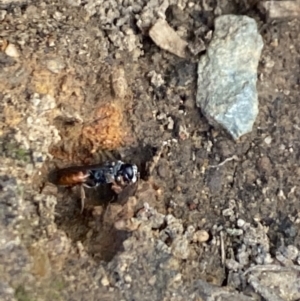 Sphecidae or Crabronidae (families) at Aranda, ACT - 27 Dec 2022 06:31 PM