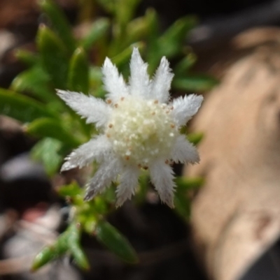 Actinotus minor (Lesser Flannel Flower) at Vincentia, NSW - 19 Dec 2022 by RobG1