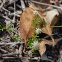 Actinotus minor at Vincentia, NSW - 19 Dec 2022